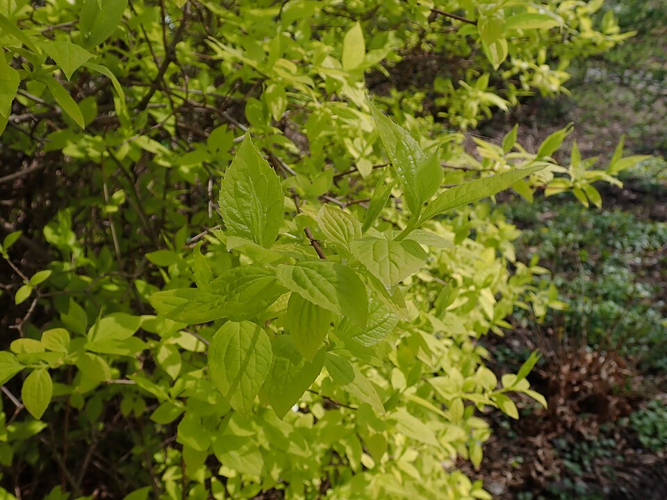 Philadelphus coronarius 'Aureus' (Golden Mock Orange) (alternate view 4)