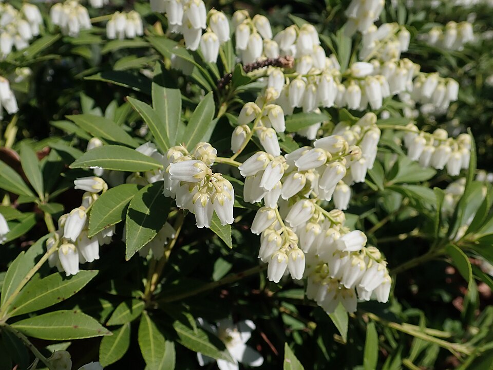 Pieris japonica 'Nocturne' (Nocturne Japanese Pieris)