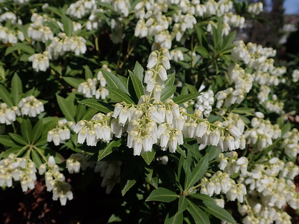 Pieris japonica 'Nocturne' (Nocturne Japanese Pieris) (alternate view 2)