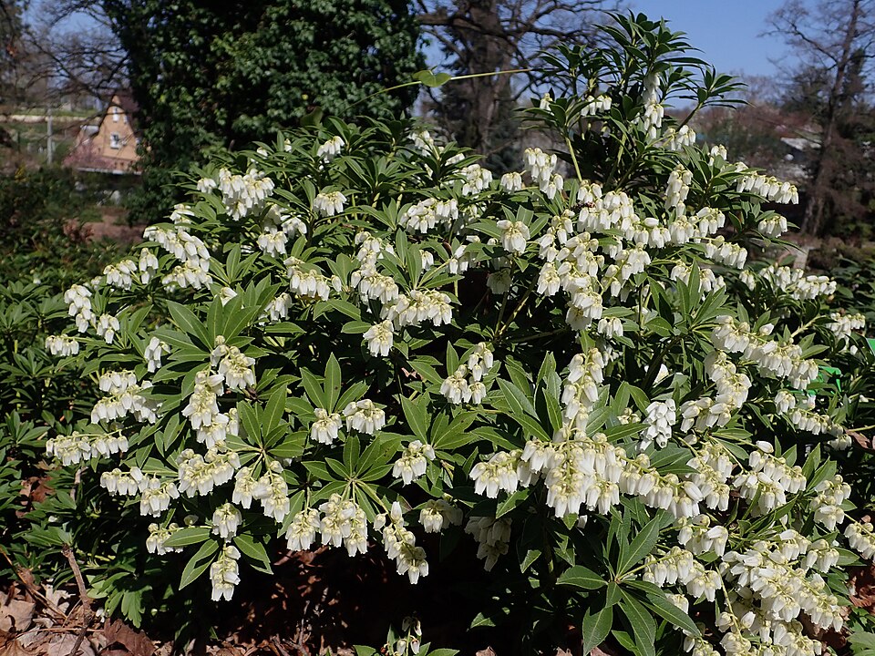 Pieris japonica 'Nocturne' (Nocturne Japanese Pieris) (alternate view 3)