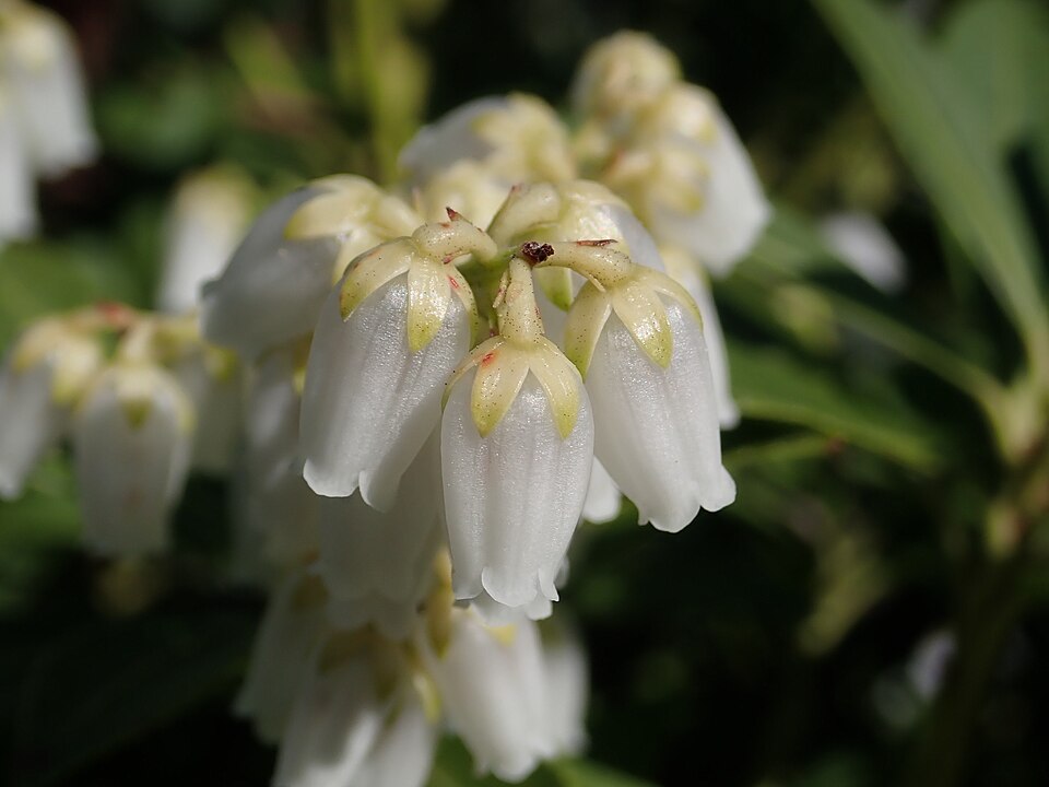 Pieris japonica 'Nocturne' (Nocturne Japanese Pieris) (alternate view 4)