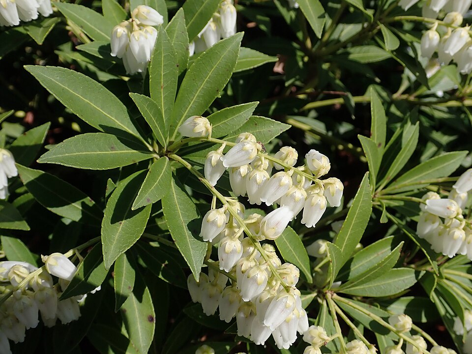 Pieris japonica 'Nocturne' (Nocturne Japanese Pieris) (alternate view 5)