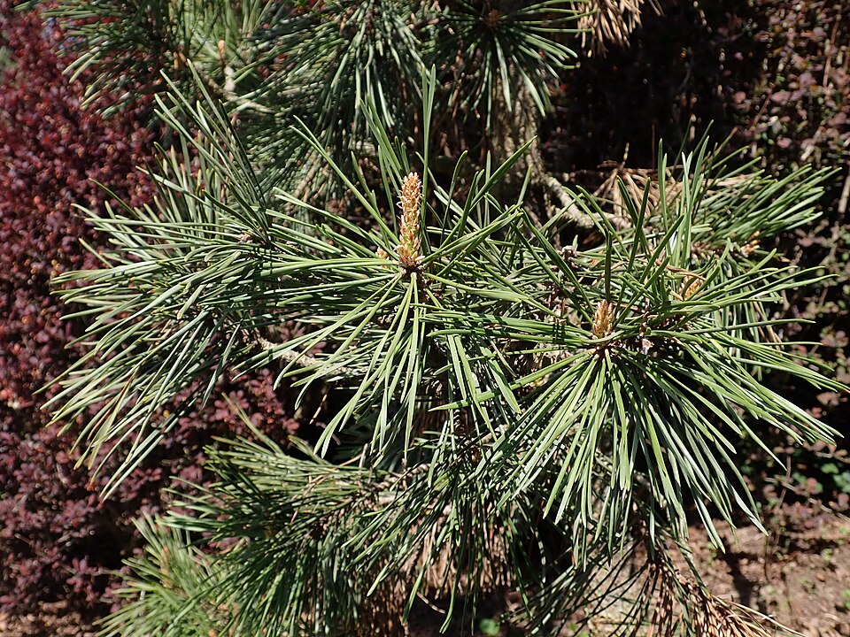 Pinus contorta 'Taylor's Sunburst' (Taylor's Sunburst Lodgepole Pine) (alternate view 3)