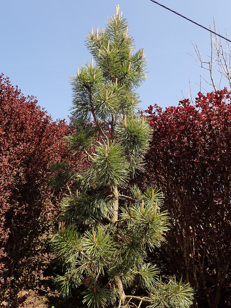 Pinus contorta 'Taylor's Sunburst' (Taylor's Sunburst Lodgepole Pine) (alternate view 4)