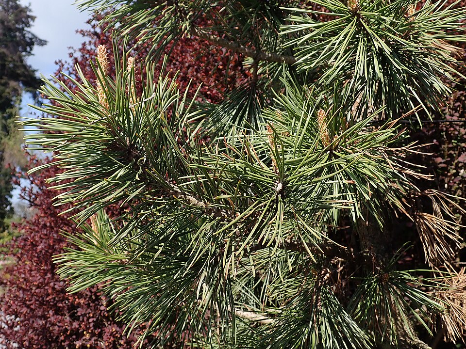 Pinus contorta 'Taylor's Sunburst' (Taylor's Sunburst Lodgepole Pine) (alternate view 5)