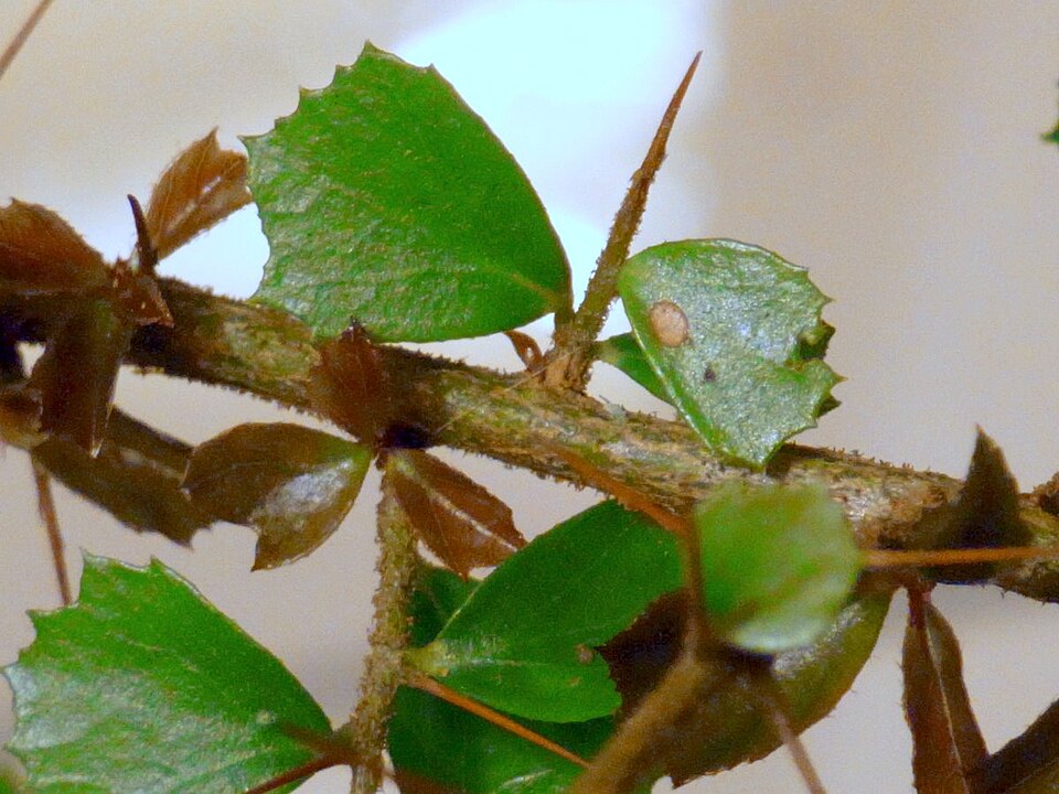 Pittosporum multiflorum (orange thorn) (alternate view 9)