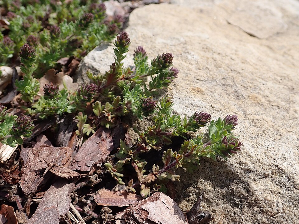 Veronica × 'Tidal Pool' (Tidal Pool Speedwell) (alternate view 3)