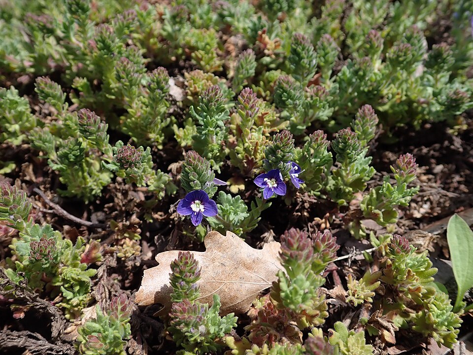 Veronica × 'Tidal Pool' (Tidal Pool Speedwell) (alternate view 4)