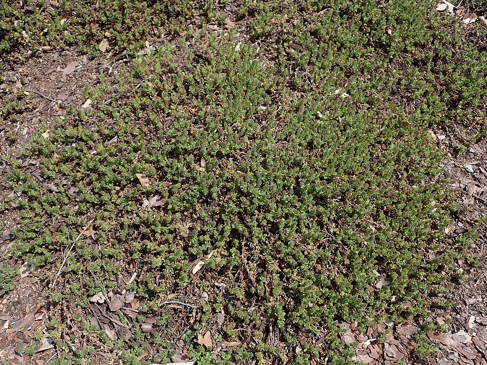 Veronica × 'Tidal Pool' (Tidal Pool Speedwell) (alternate view 5)