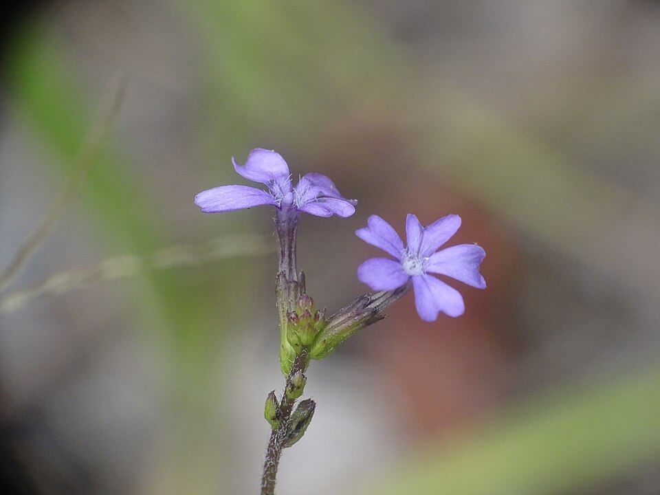 Buchnera floridana (Florida bluehearts) (alternate view 6)