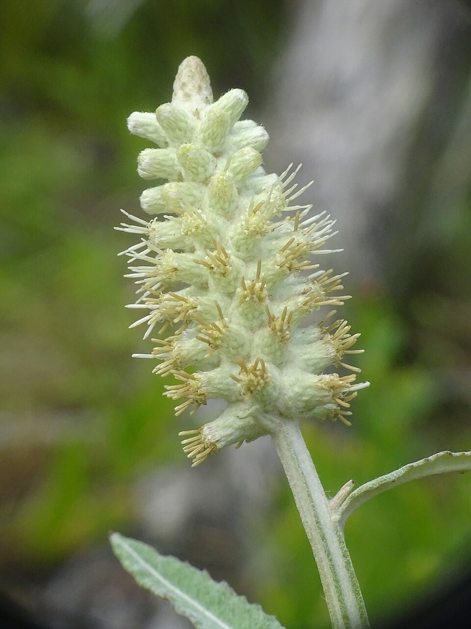 Pterocaulon pycnostachyum (blackroot) (alternate view 6)