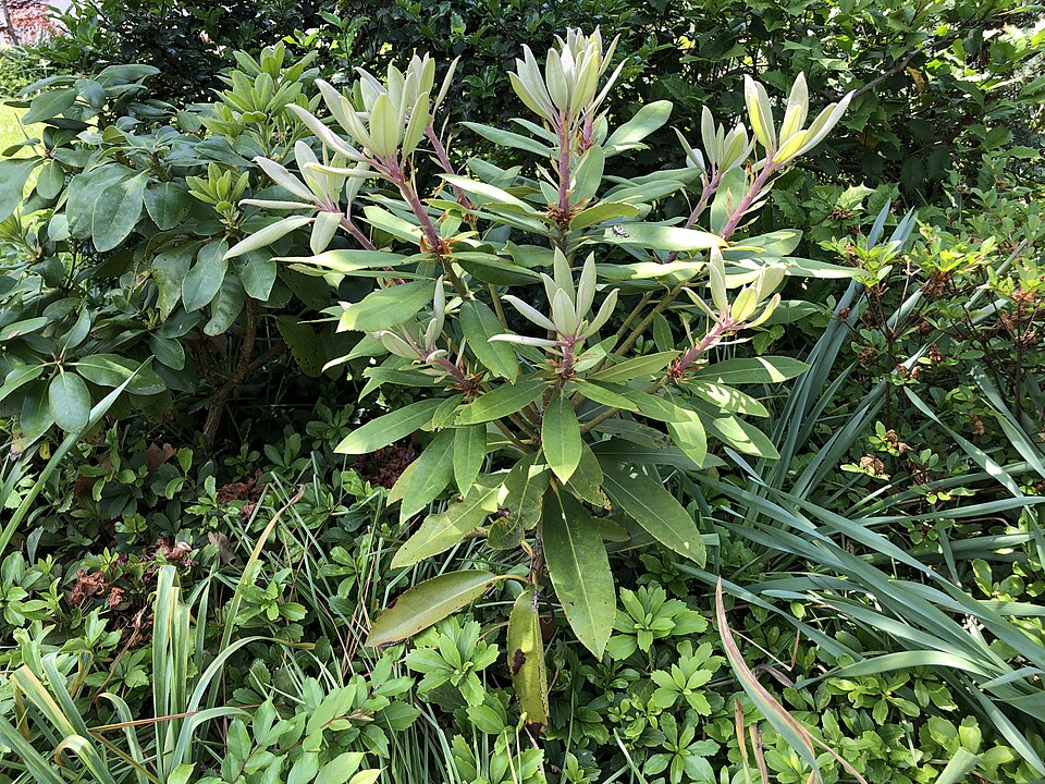 Rhododendron maximum (great rhododendron)
