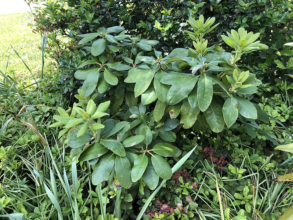 Rhododendron 'Minnetonka' (Minnetonka Rhododendron) (alternate view 5)