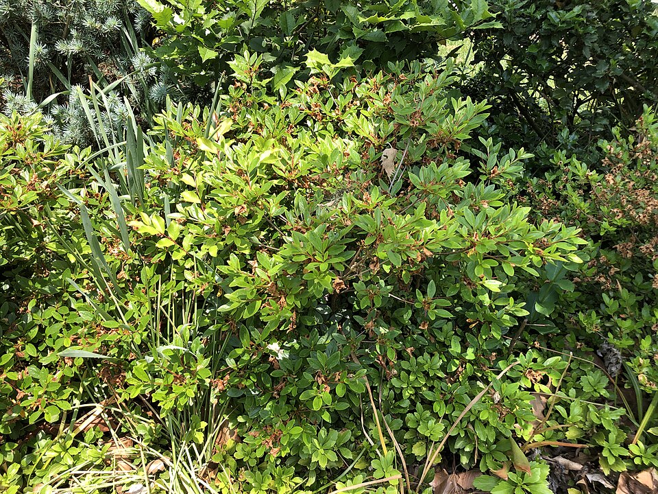 Rhododendron 'Girard''s Fuchsia' (Girard's Fuchsia Azalea)