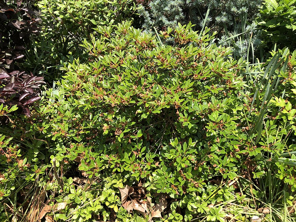 Rhododendron 'Girard''s Fuchsia' (Girard's Fuchsia Azalea) (alternate view 2)