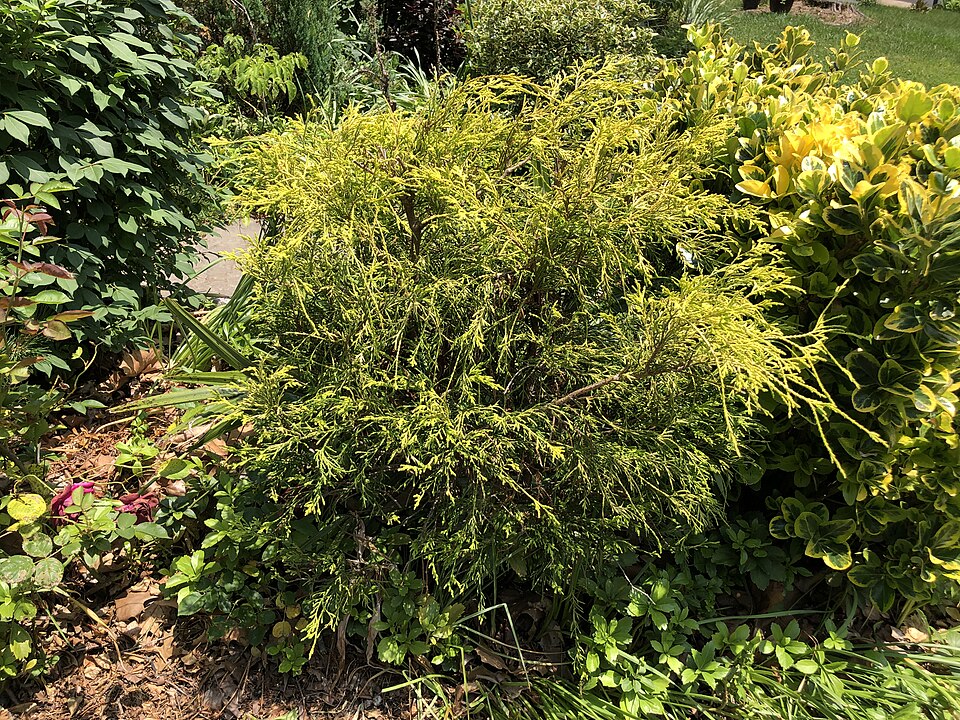 Chamaecyparis pisifera 'Sungold' (Sungold Falsecypress) (alternate view 4)