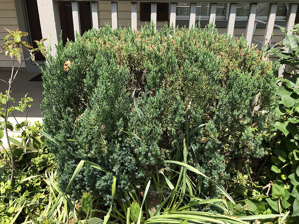 Juniperus chinensis 'Blue Point' (Blue Point Juniper) (alternate view 3)