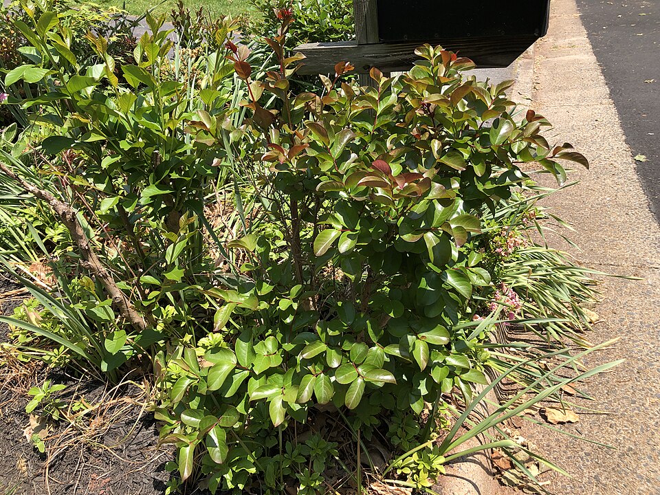 Lagerstroemia indica 'Red Rocket' (Red Rocket Crape Myrtle Tree) (alternate view 3)