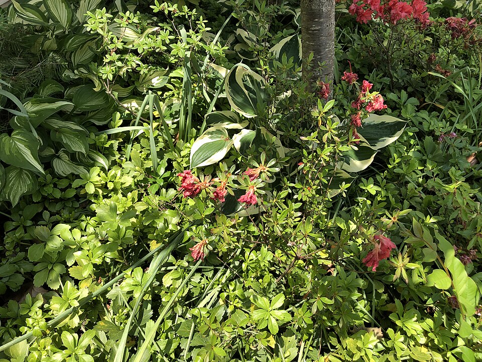 Rhododendron 'Fashion' (Fashion Azalea)