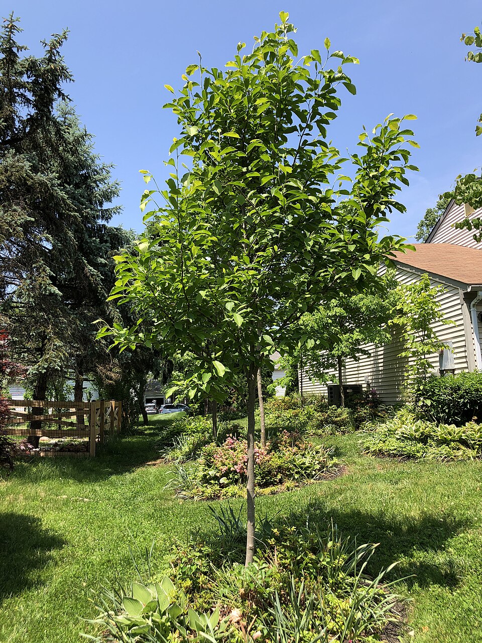 Magnolia × soulangeana (saucer magnolia) (alternate view 9)