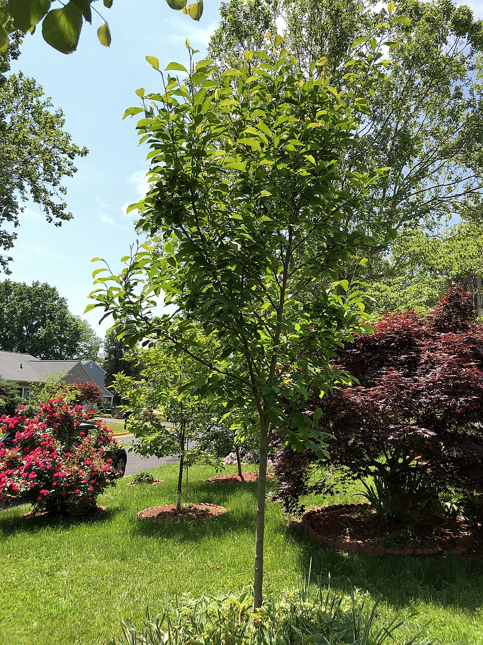 Magnolia × soulangeana (saucer magnolia) (alternate view 10)