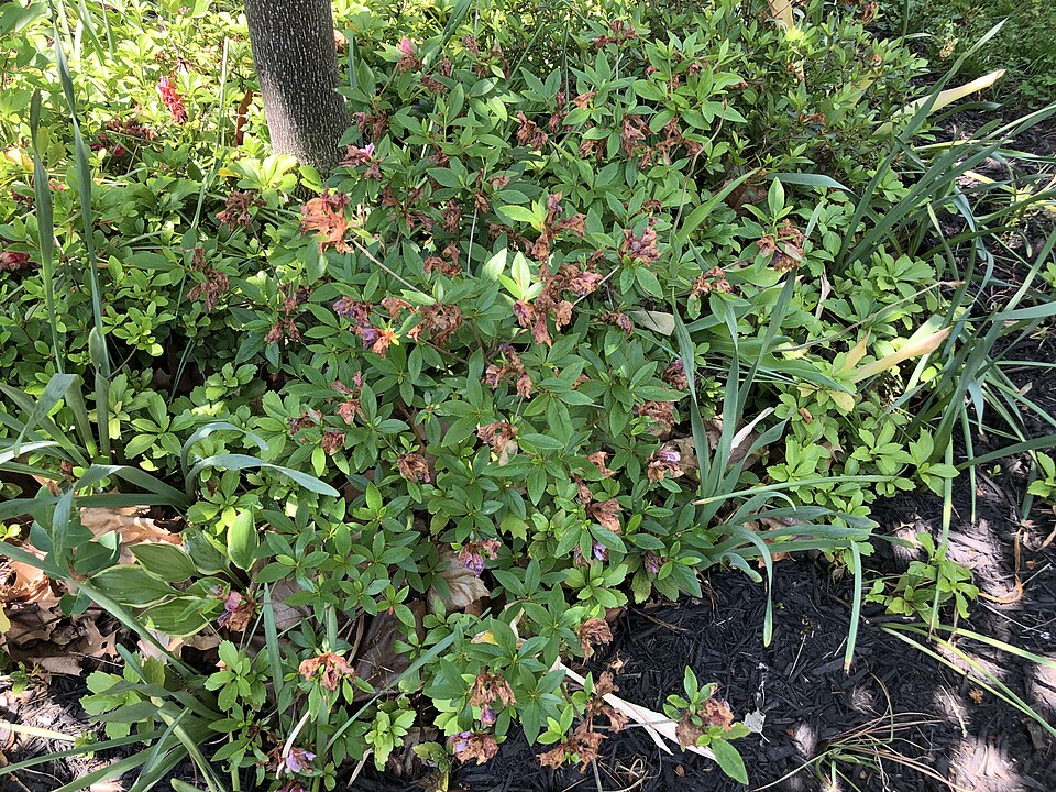 Rhododendron 'Herbert' (Herbert Rhododendron) (alternate view 2)