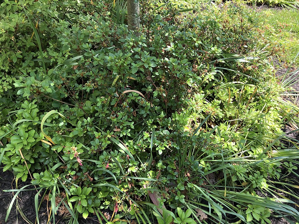 Rhododendron 'Johanna' (Johanna Azalea) (alternate view 3)