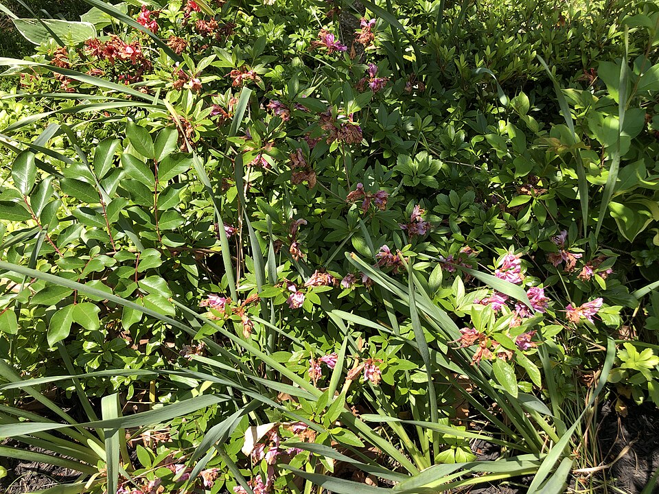 Rhododendron 'Herbert' (Herbert Rhododendron) (alternate view 3)