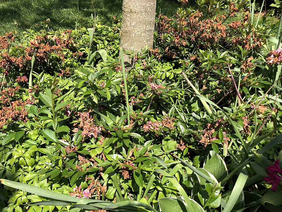 Rhododendron 'Fashion' (Fashion Azalea) (alternate view 5)