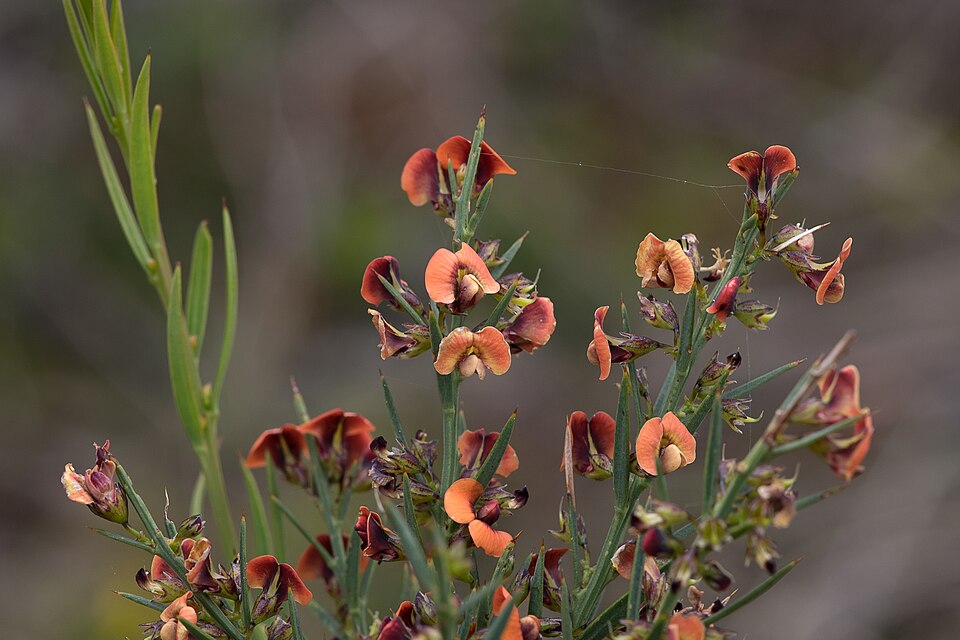 Daviesia ulicifolia (gorse bitter pea) (alternate view 5)