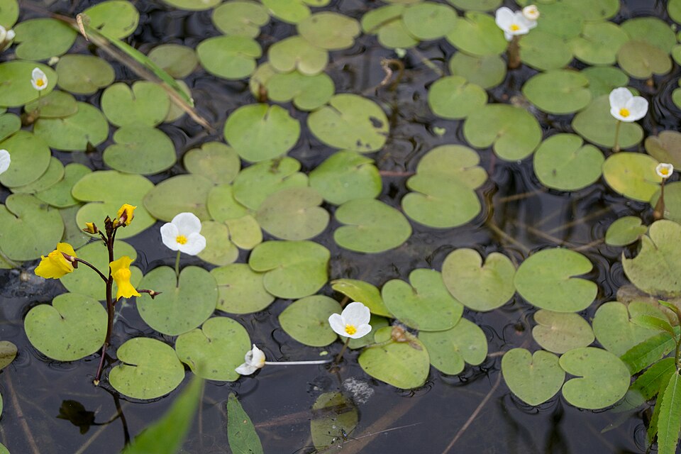 Hydrocharis morsus-ranae (European Frog-bit) (alternate view 9)