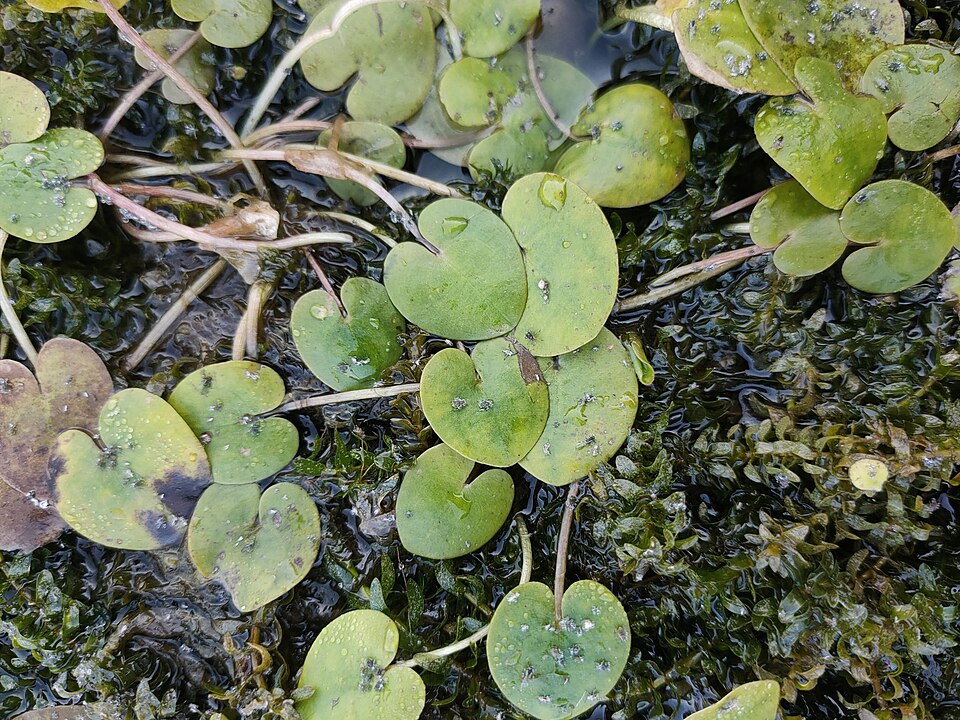 Hydrocharis morsus-ranae (European Frog-bit) (alternate view 10)