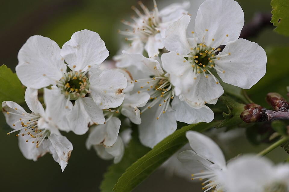 Prunus cerasus 'Montmorency' (Montmorency Cherry)