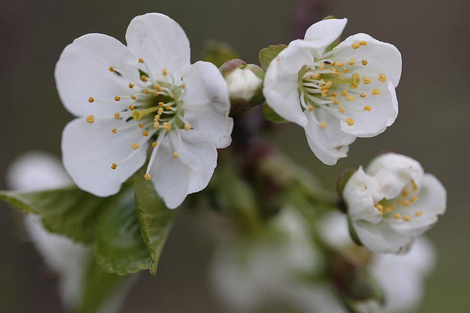 Prunus cerasus 'Montmorency' (Montmorency Cherry) (alternate view 2)