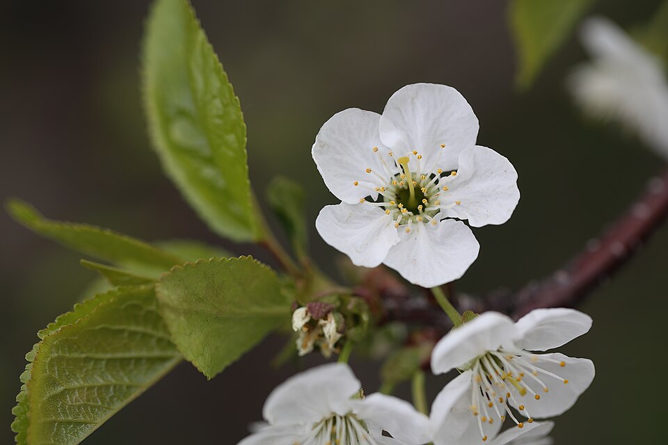 Prunus cerasus 'Montmorency' (Montmorency Cherry) (alternate view 3)