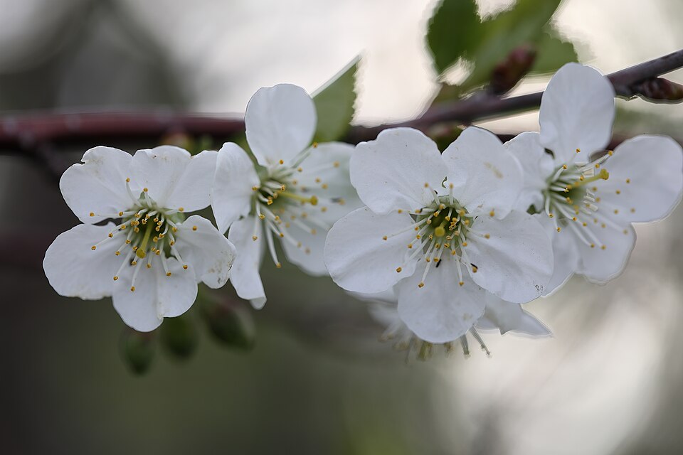 Prunus cerasus 'Montmorency' (Montmorency Cherry) (alternate view 5)