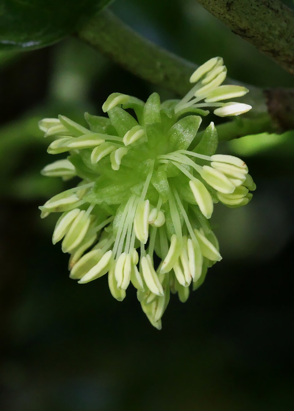Coprosma repens (Taupata) (alternate view 5)