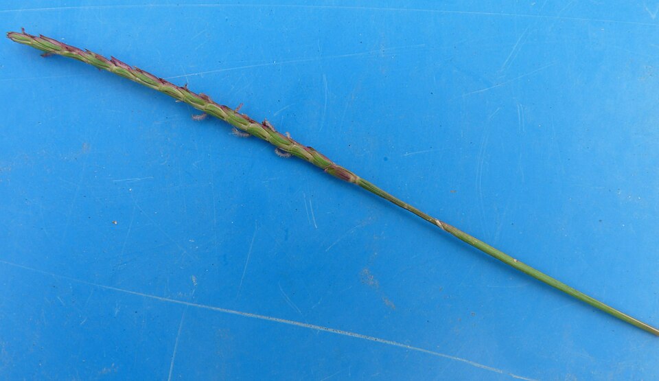 Zoysia japonica (Zoysia Grass) (alternate view 6)