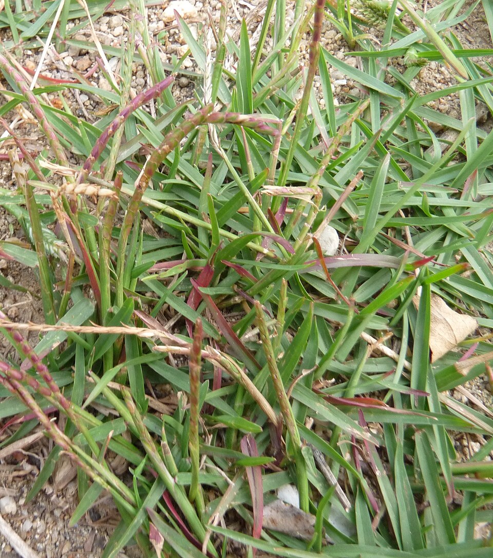 Zoysia japonica (Zoysia Grass) (alternate view 7)