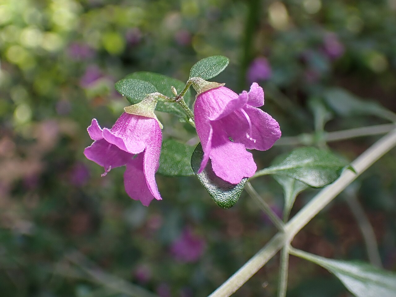 Prostanthera rotundifolia, Round-leaf mint bush — upright evergreen (Lamiaceae) (image 10 of 10)