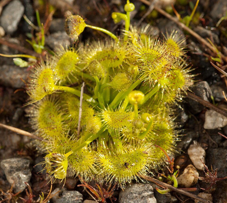 Drosera hookeri (Grassland Sundew)