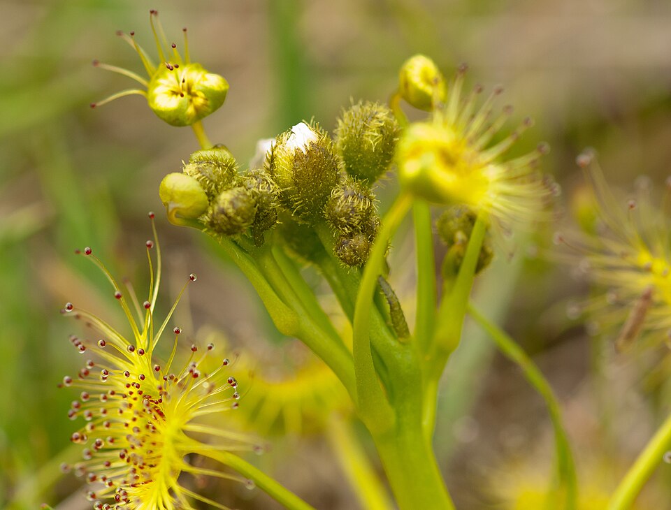 Drosera hookeri (Grassland Sundew) (alternate view 2)