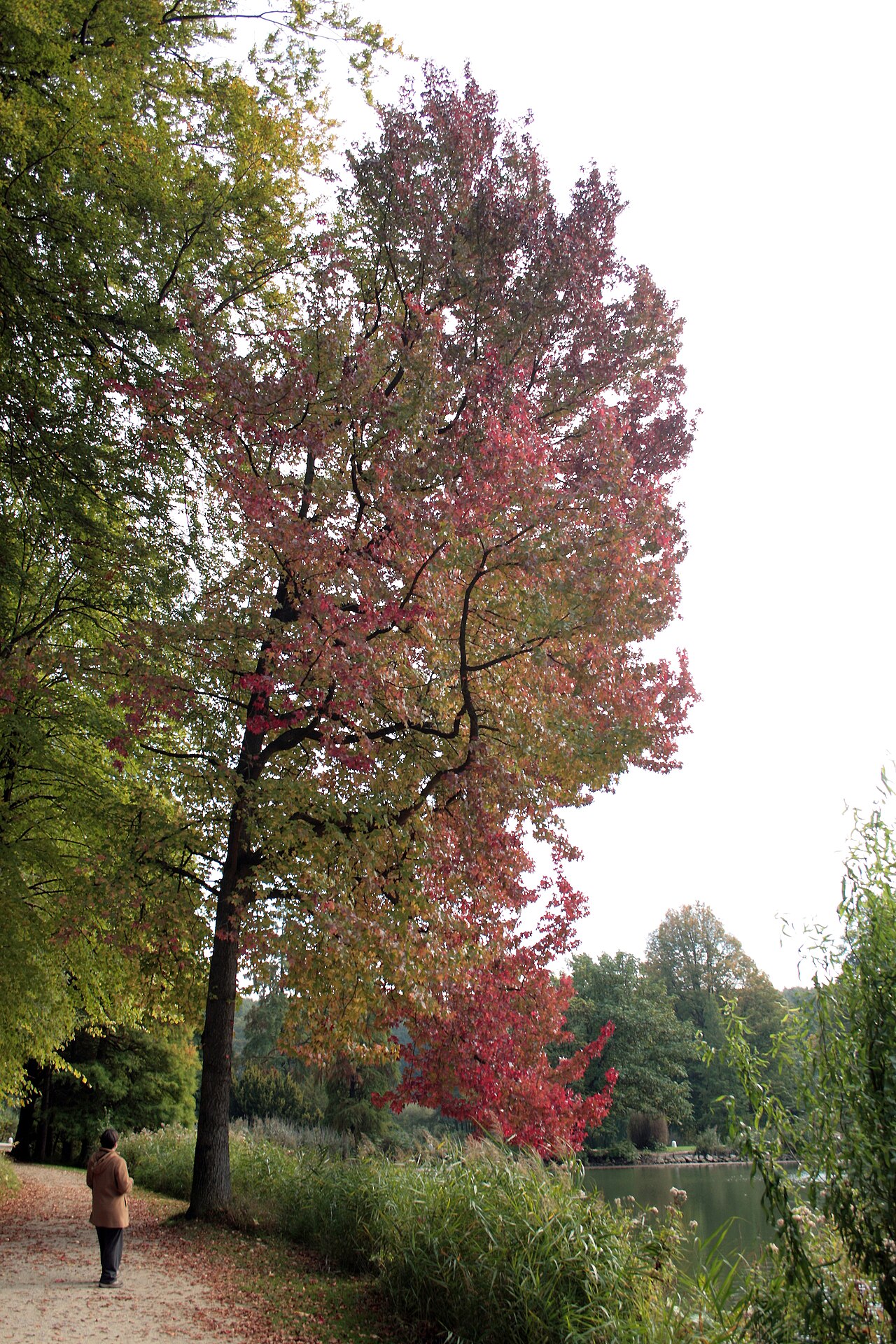 Liquidambar styraciflua (American Sweet Gum)