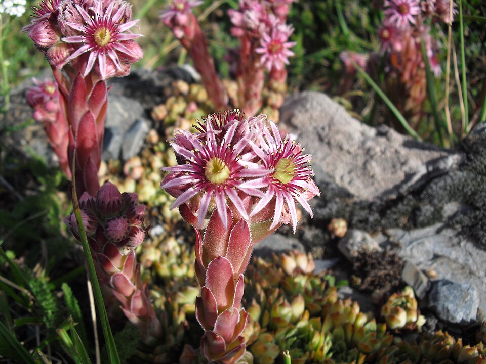 Sempervivum tectorum (Hens and Chicks) (alternate view 12)