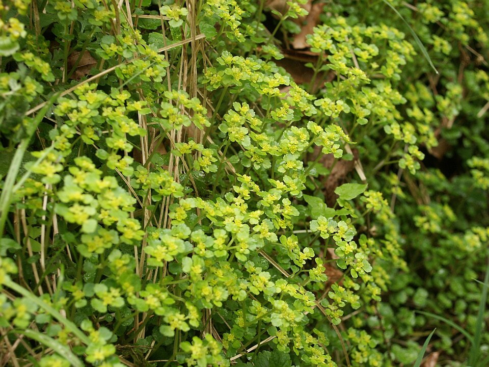 Chrysosplenium oppositifolium (Opposite-leaved Golden-saxifrage)