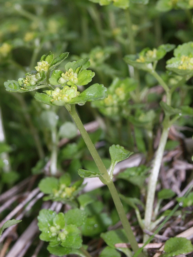 Chrysosplenium oppositifolium (Opposite-leaved Golden-saxifrage)