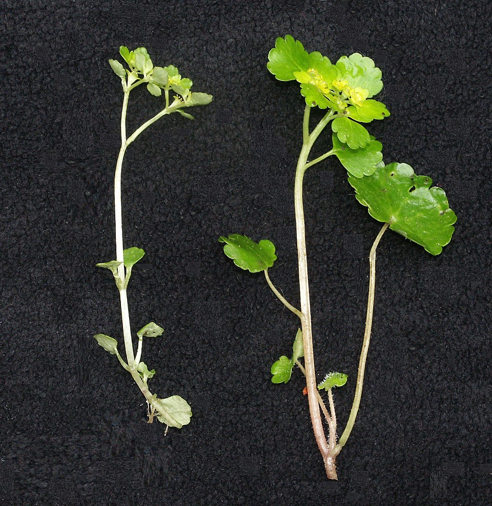 Chrysosplenium oppositifolium (Opposite-leaved Golden-saxifrage)