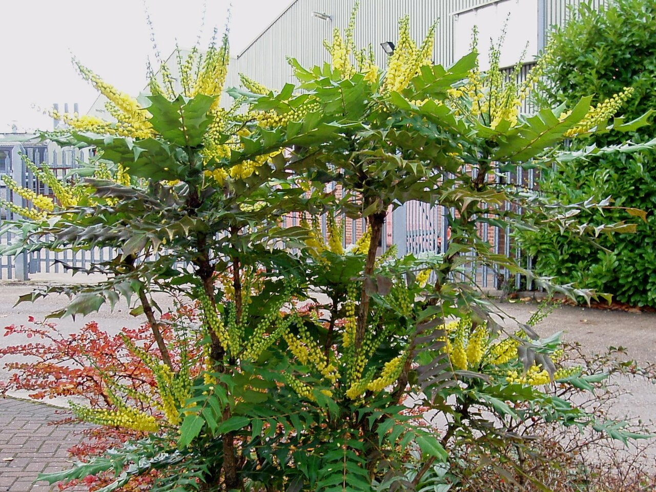 Mahonia x media (hybrid mahonia)