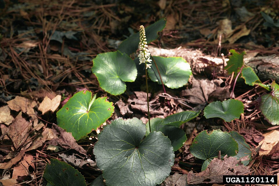 Galax urceolata (galax)
