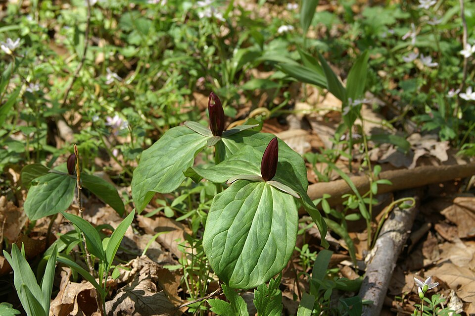 Trillium sessile (toadshade) (alternate view 7)
